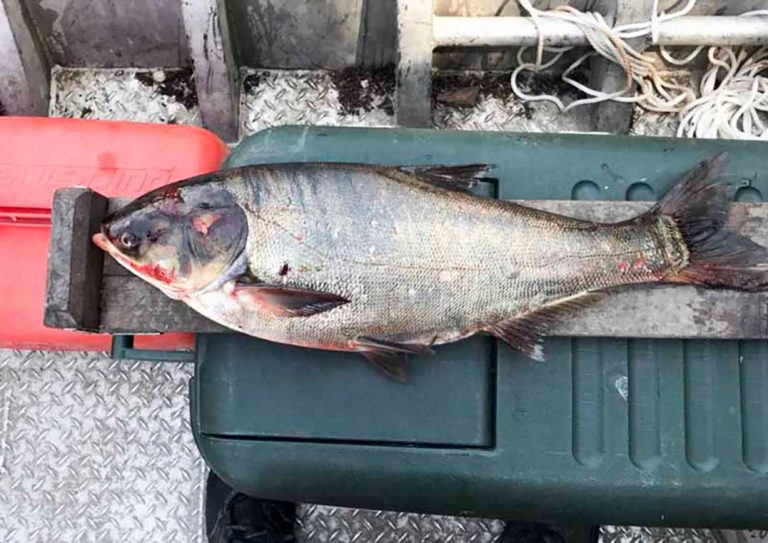 Silver carp pulled from Illinois Waterway just miles from L. Michigan
