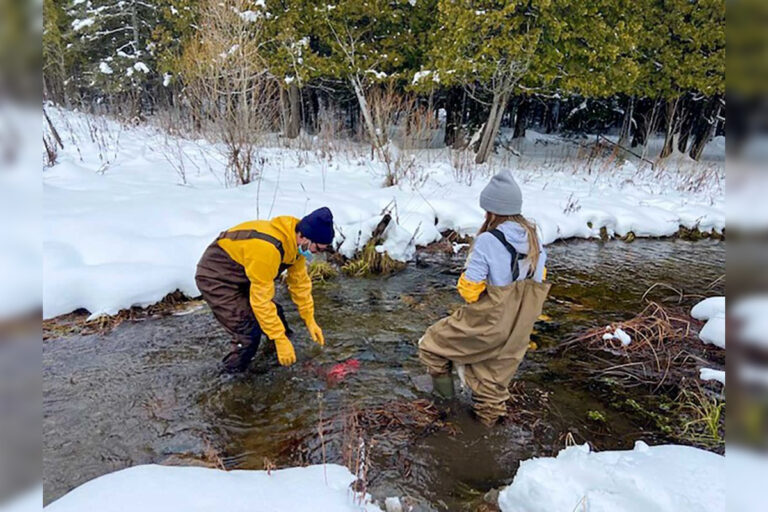 Mass hatchery die-off means cancellation of eyed egg event