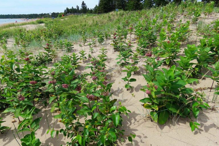 Milkweed and monarch observations in early July at Providence Bay