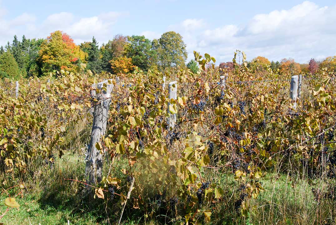 Midge mating frenzy at Assiginack’s Angry Antlers Vineyard