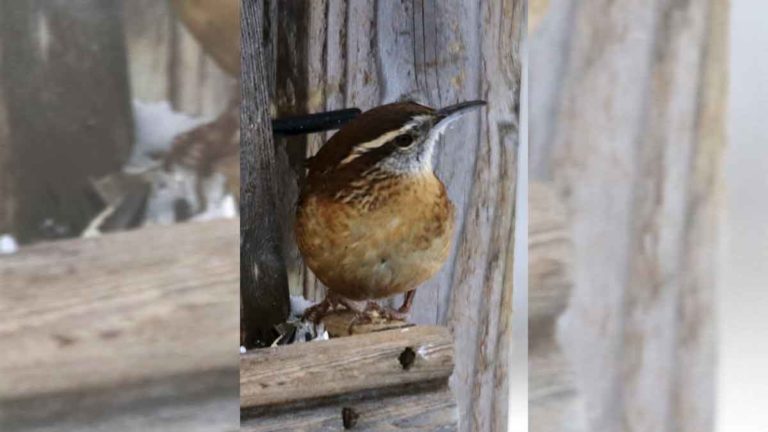 Thousands of birds counted during 2022 December 17 Mindemoya bird count