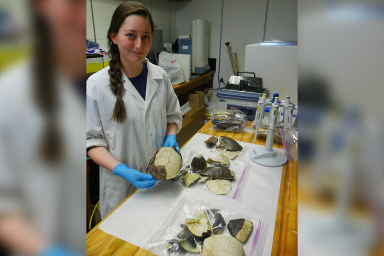 Critical action needed: Road mortality threatens Ontario’s endangered turtles