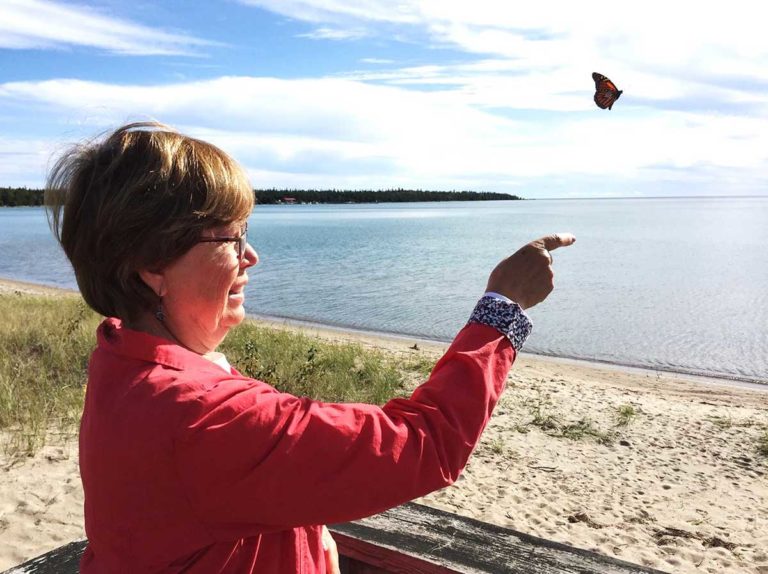 Hundreds of monarch migrants seen on Manitoulin