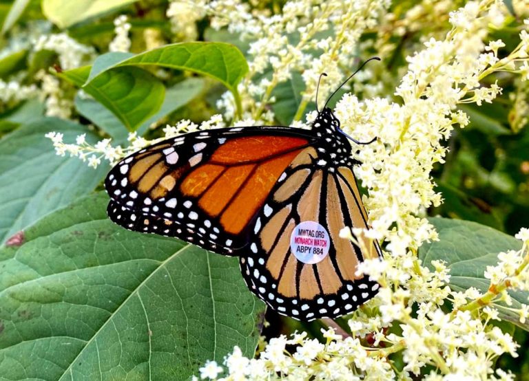 Data from monarch monitoring blitz aids conservation efforts, count volunteers welcome