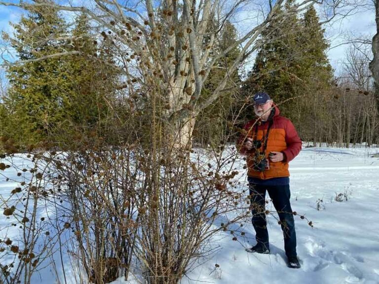 Joe Shorthouse examining the Mindemoya dog rose covered with the mossy gall. Photo by Marilyn Shorthouse