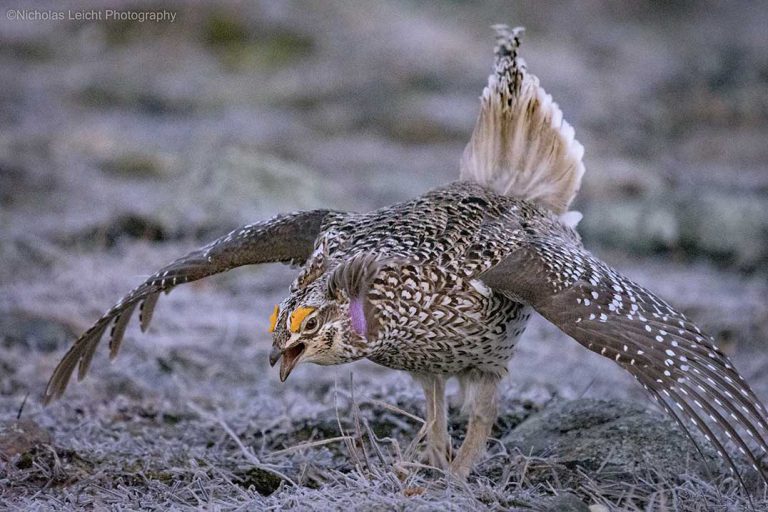 Orillia photographer captures rare grouse ritual on Manitoulin