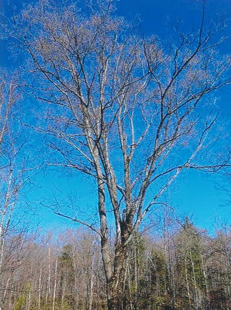 Notable Trees of Manitoulin
