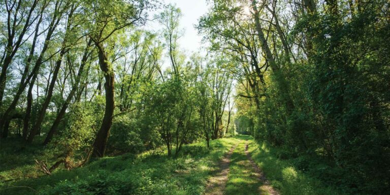 Ontario Chief Hare demands province keep Green Belt’s integrity at AMO annual meeting