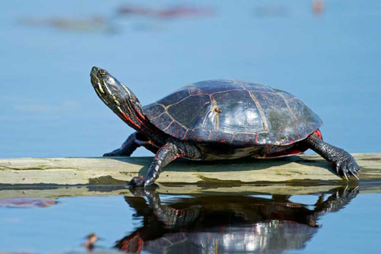 All Ontario turtles are now at risk 