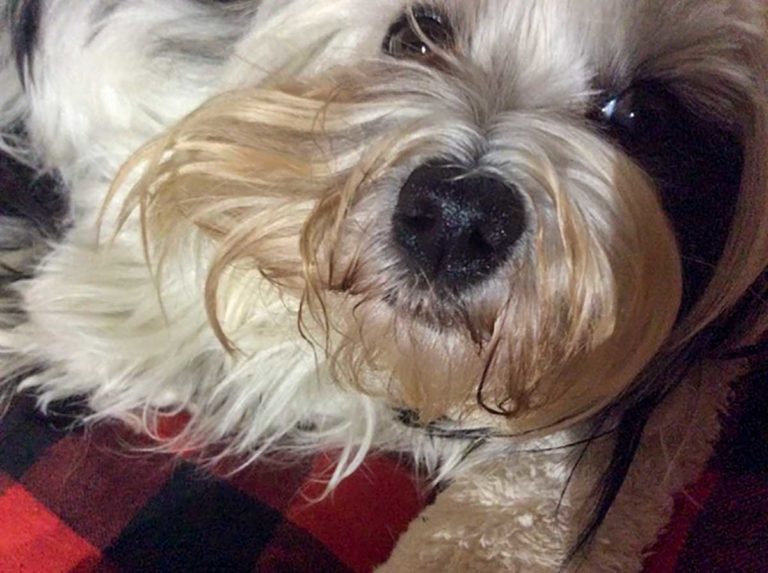 Paws for Thought: The Nose Knows