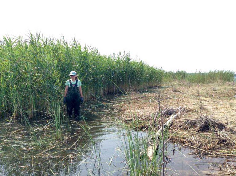 2018 phragmites battle waged at Michael’s and South Bay, Wikwemikong