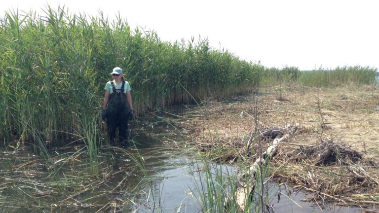 ‘Most aggressive invasive plant,’ phragmites,  has largely been spread by human activity