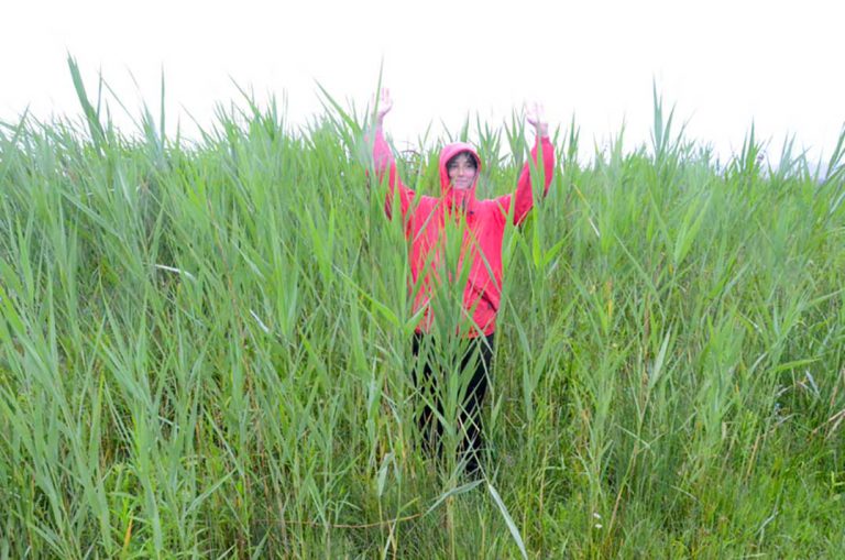 Manitoulin Phragmites Week starts this coming Saturday