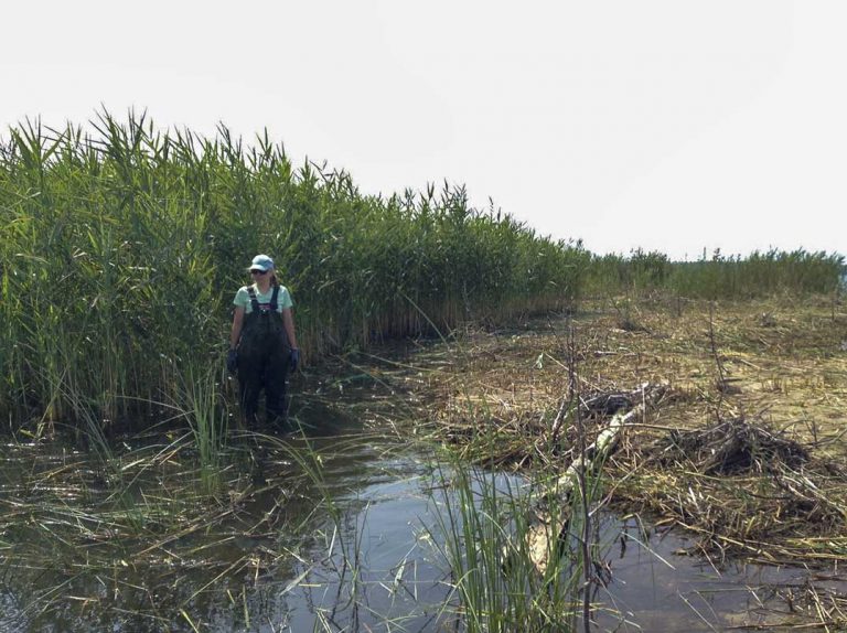Join the winning battle against phragmites