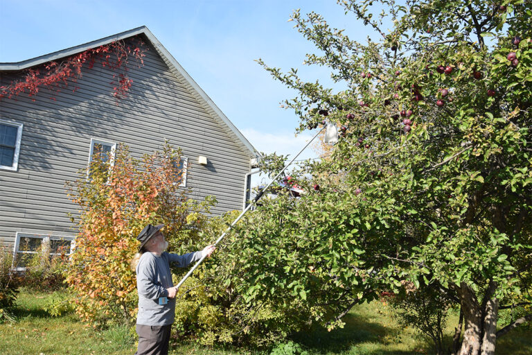 Apples Are One of Nature’s Best Medicines