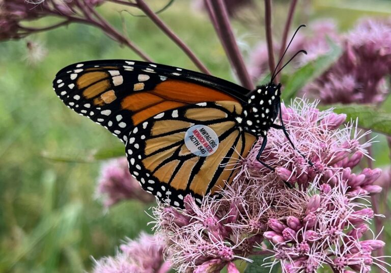 Monarchs are on the move