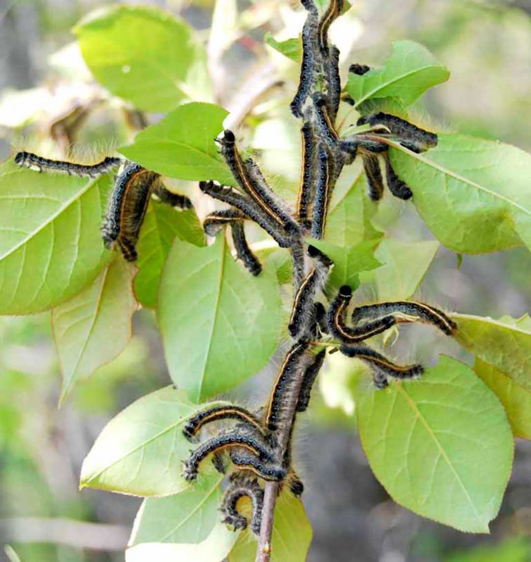 Infestation: Insect tents on Manitoulin’s road-side shrubs