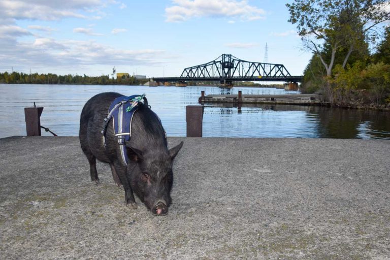 Fort McMurray therapy pig visits Manitoulin Island