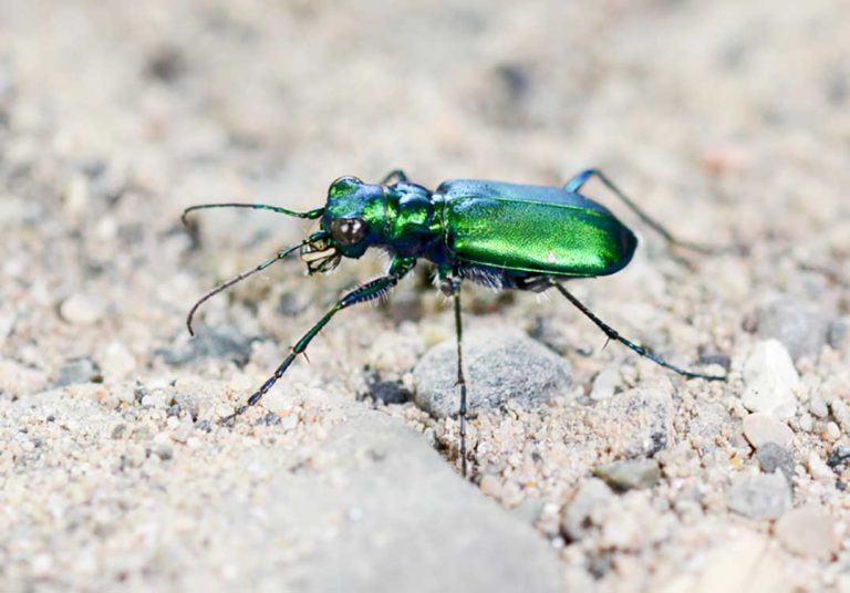 Lions, dragons and tigers, oh my!