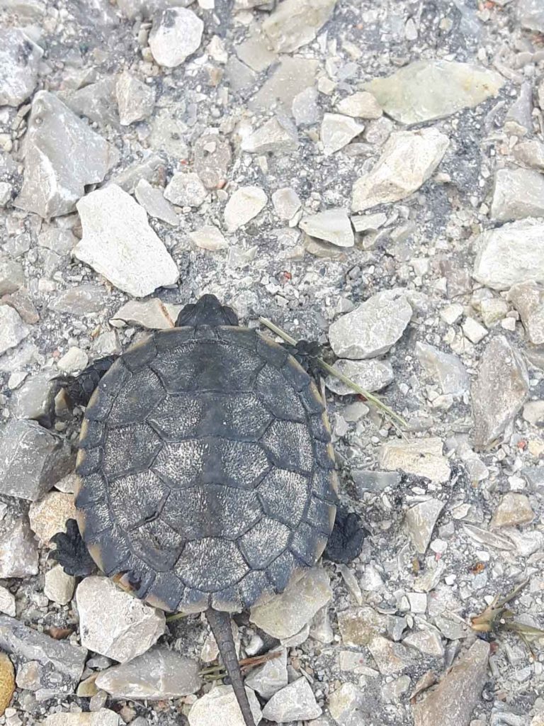 Friends of Manitoulin Turtles brainstorms ideas to help Island turtles