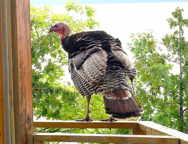 Wild tom turkey pays visit Lake Mindemoya resort