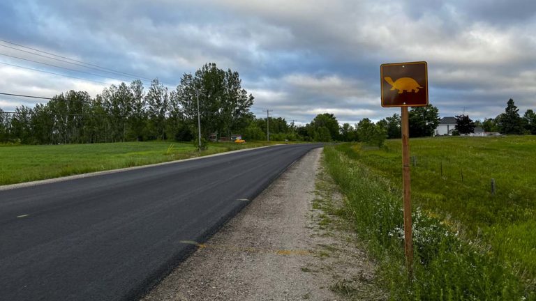 Turtle crossing awareness signs at Ice Lake causeway remind drivers to slow down
