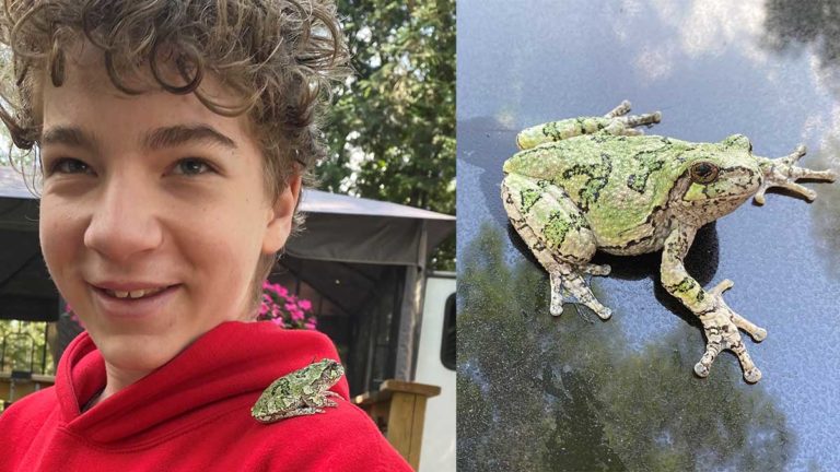Visitor from Quebec meets a Manitoulin grey tree frog