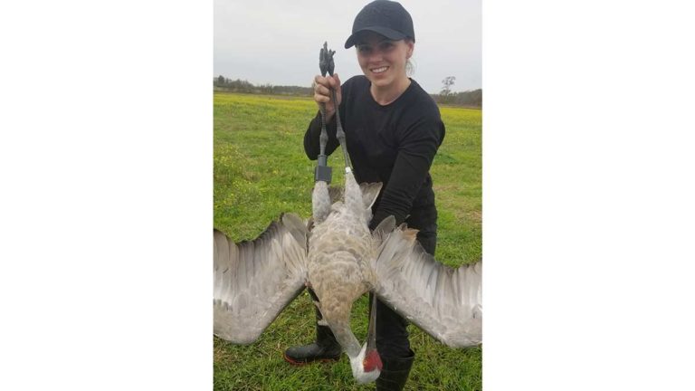Sandhill crane study nearly complete on Manitoulin Island