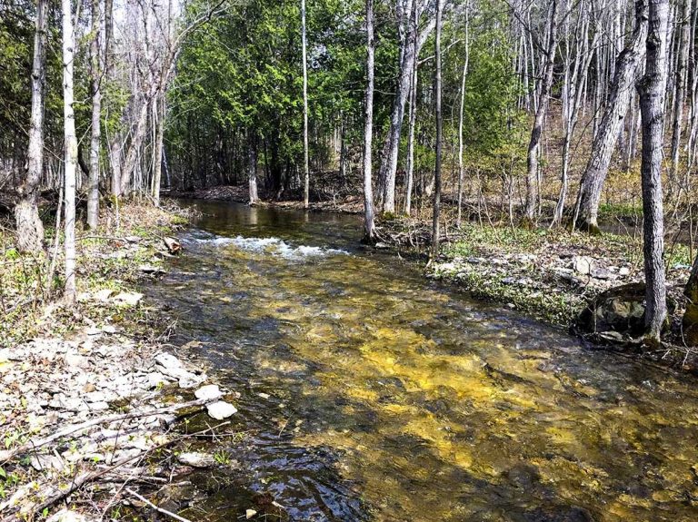 A few notes about Wagg’s Wood and the stream that runs through it