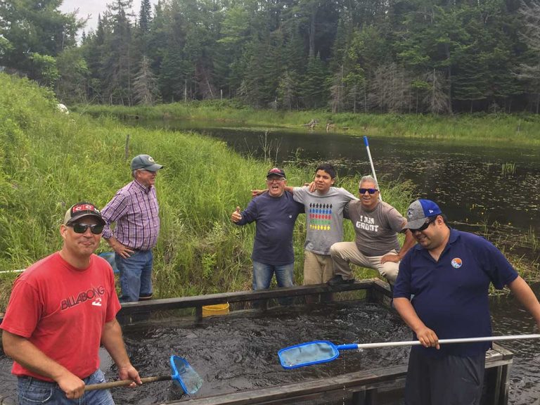 Manitoulin conservationists help rebuild walleye populations