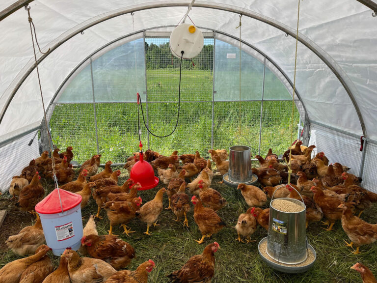 Wiikwemkoong project raising artisanal chickens for local food