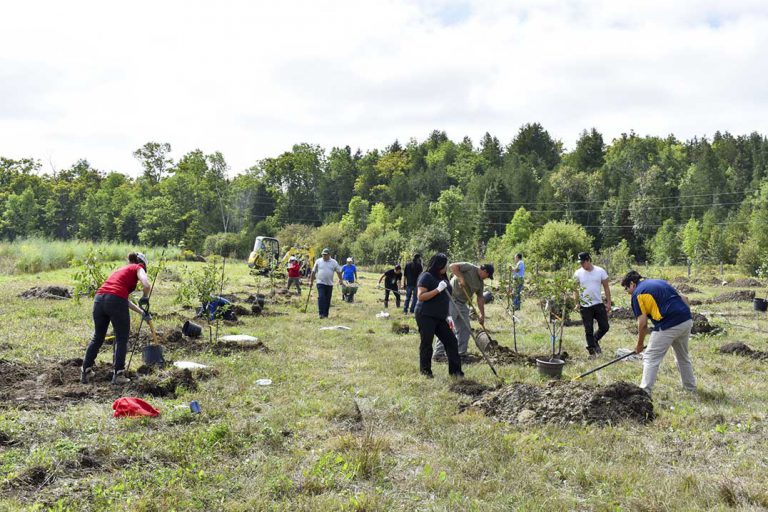 Wiikwemkoong’s WDC plants fruit tree orchard on Manitowaning property