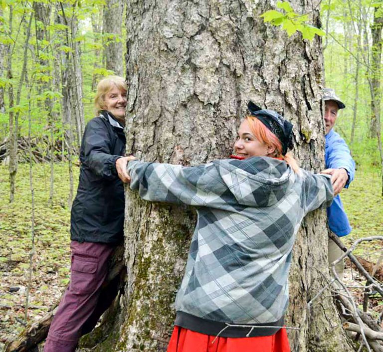 Take a nature walk in Mindemoya’s Wagg’s Wood this summer
