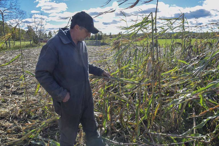 Local farmers’ crops under siege by wildlife