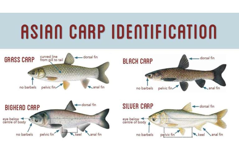 Great Lakes Fishery Comm. lauds oval office commitment to stop Asian carp