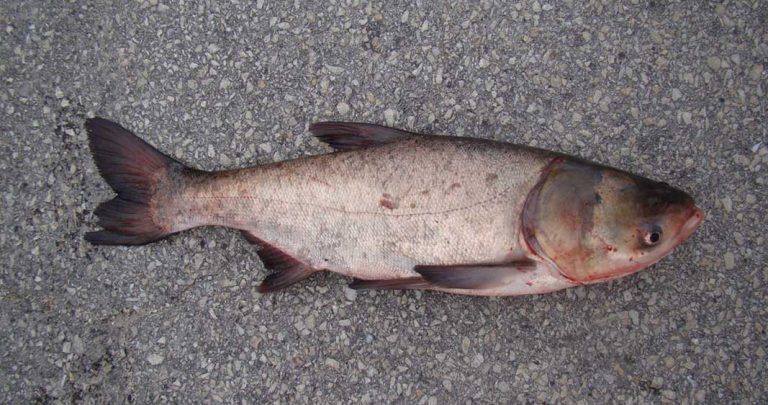 Ontario joins as member of new Great Lakes partnership to block Asian carp