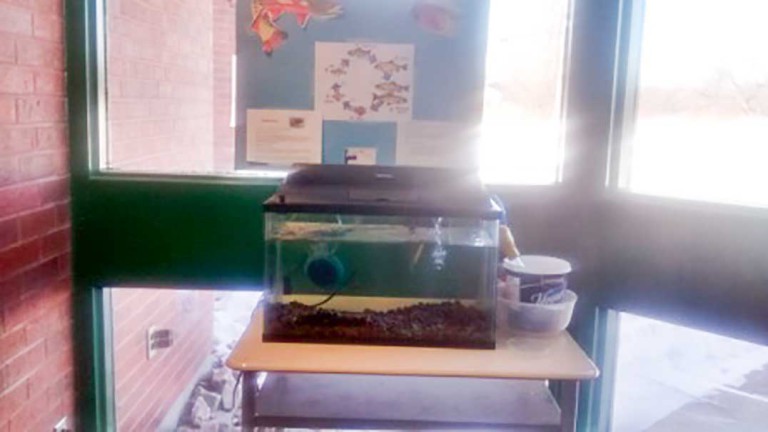 Assiginack Public School students raising brook trout eggs