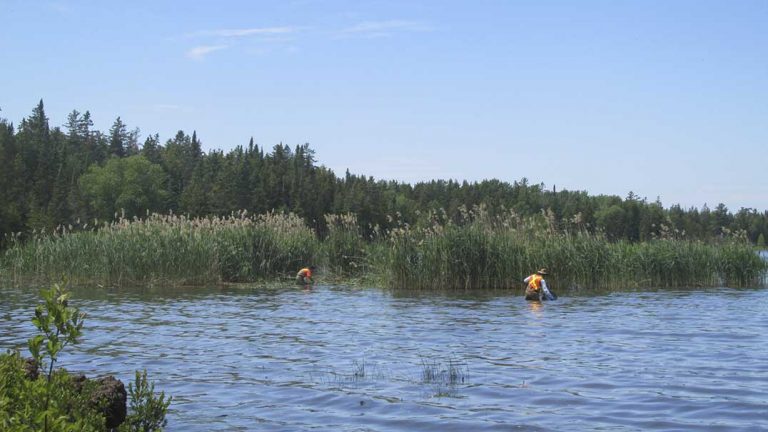 Work begins on very large swath of phragmites in area of Barrie Island