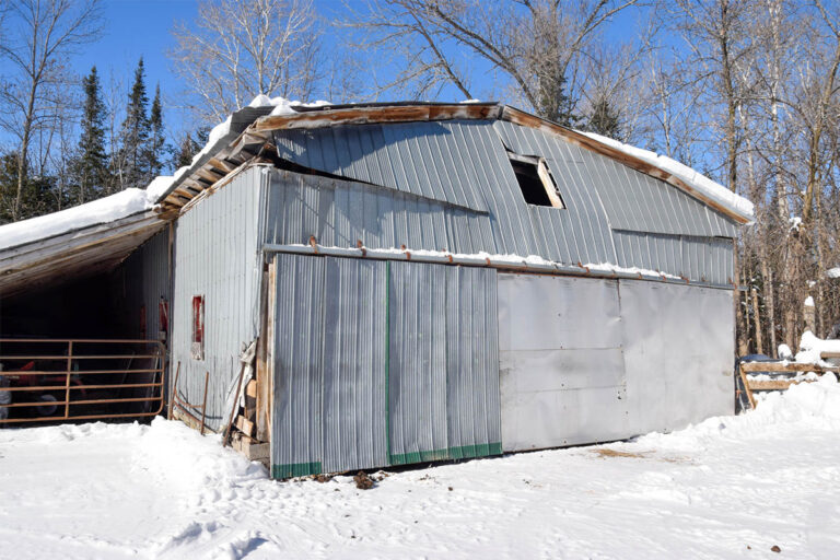 Indian Mountain farm cattle rescued from collapsed barn