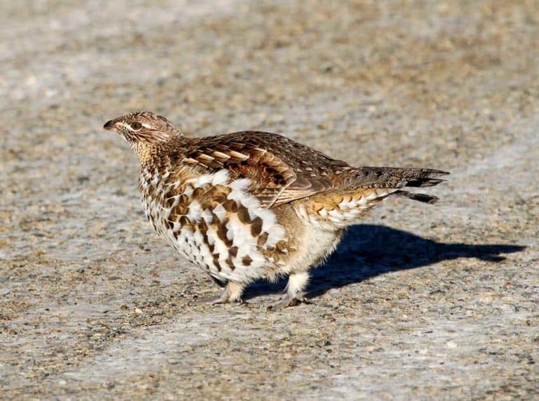 53rd annual Gore Bay Christmas bird count held