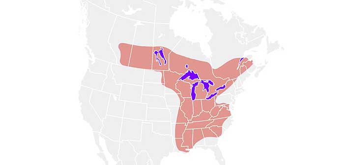 Blastomycosis: Survivors of spore-borne illness tell harrowing tales