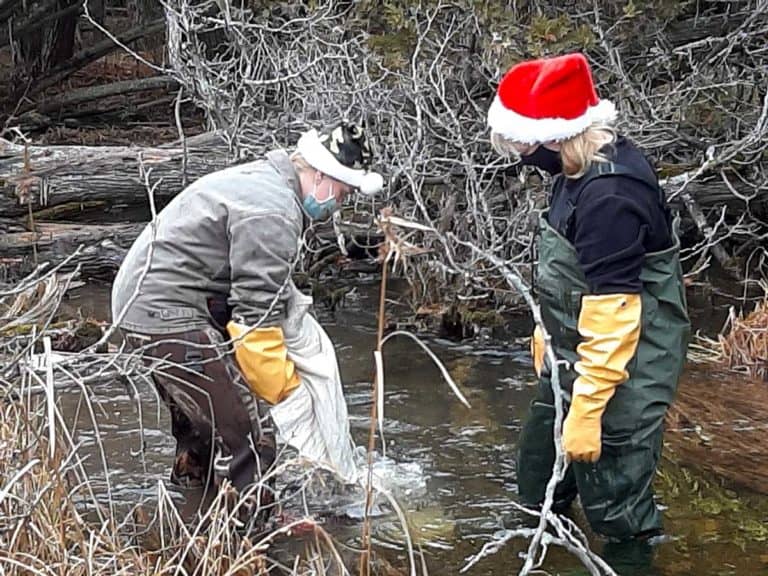 Ten thousand brook trout eggs stocked in Norton’s Creek