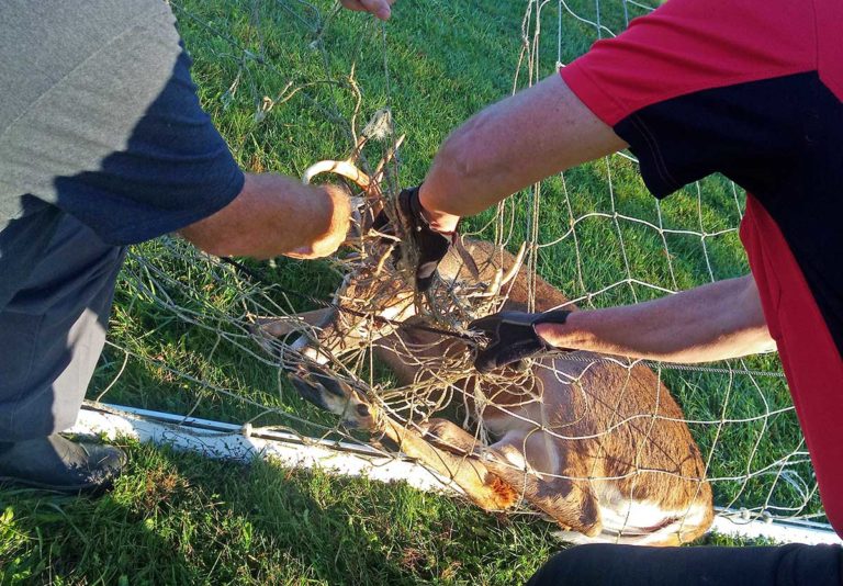 Gore Bay woman praised for quick actions in rescue of deer in distress