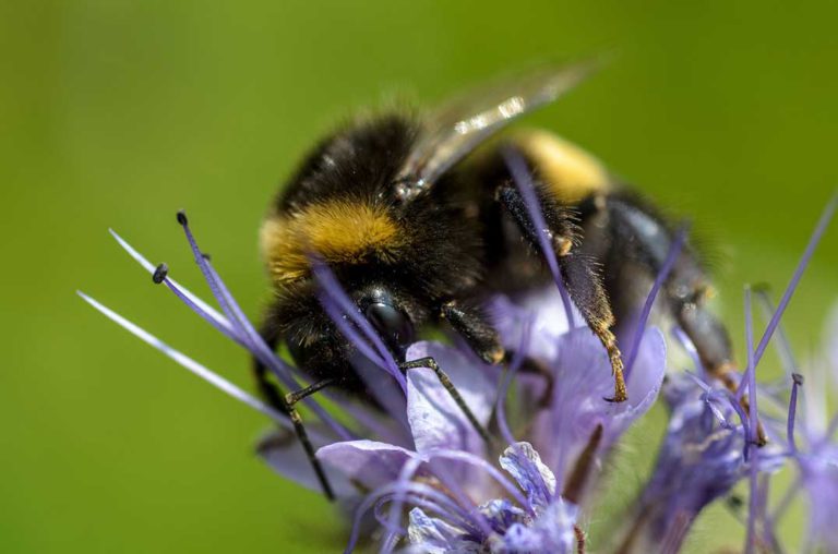Help save the bees with the Great Canadian Bumble Bee count