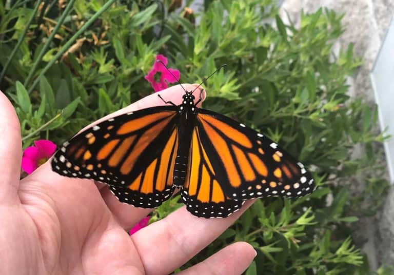 David Suzuki Foundation names three new Manitoulin ‘Butterflyway Rangers’