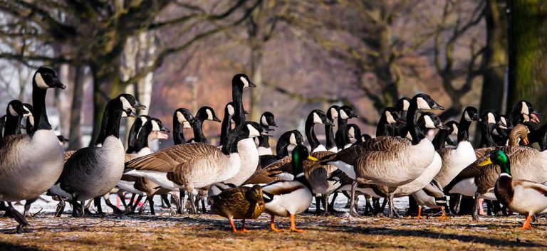 Farmers group calls for extended  hunting season on Canada geese