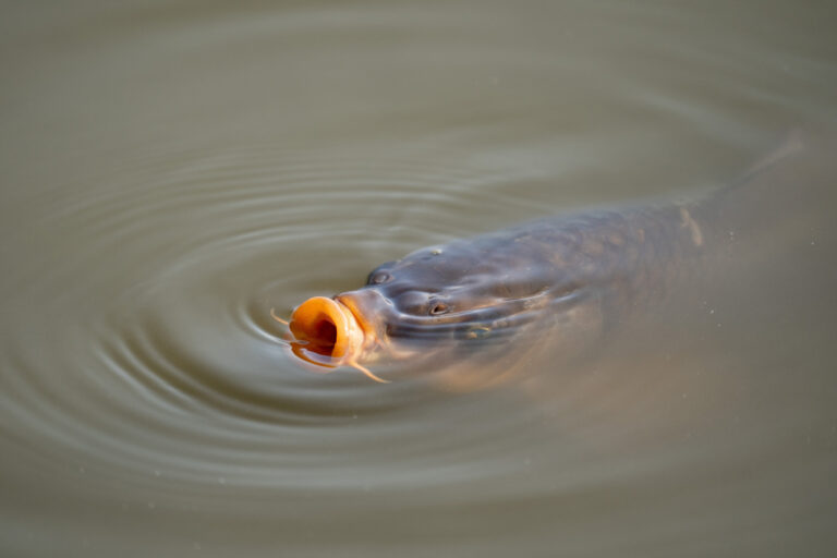 Great Lakes invasive carp barrier construction sees further delays