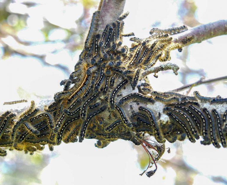Predicting the forest tent caterpillar population in 2019