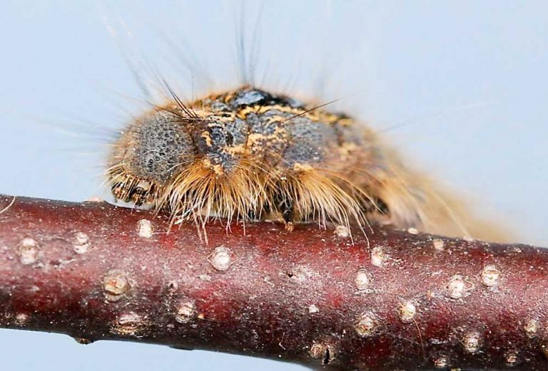 A full-grown forest tent caterpillar: a face only a mother moth could love