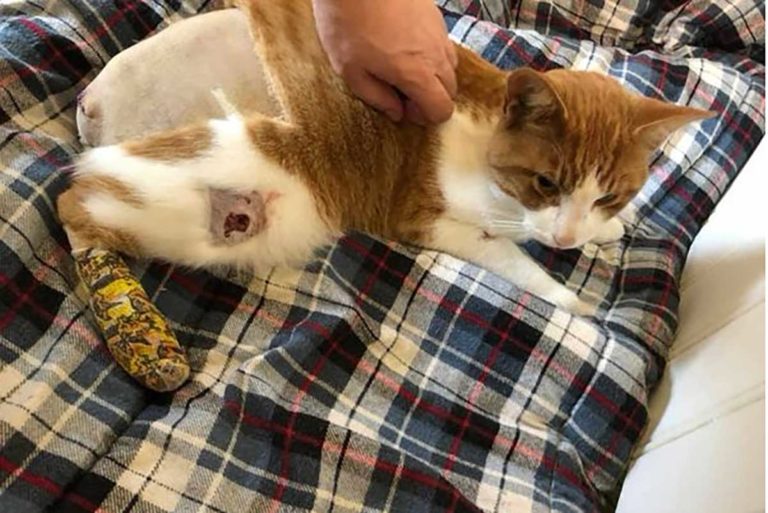 Year-old Barrie Island kitty Cheech is very lucky to be alive!